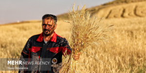 ۱۷ همت دیگر برای گندمکاران واریز شد